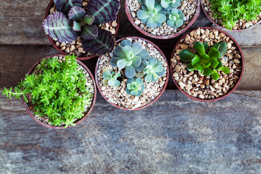 Group of small potted plants on a wooden deck