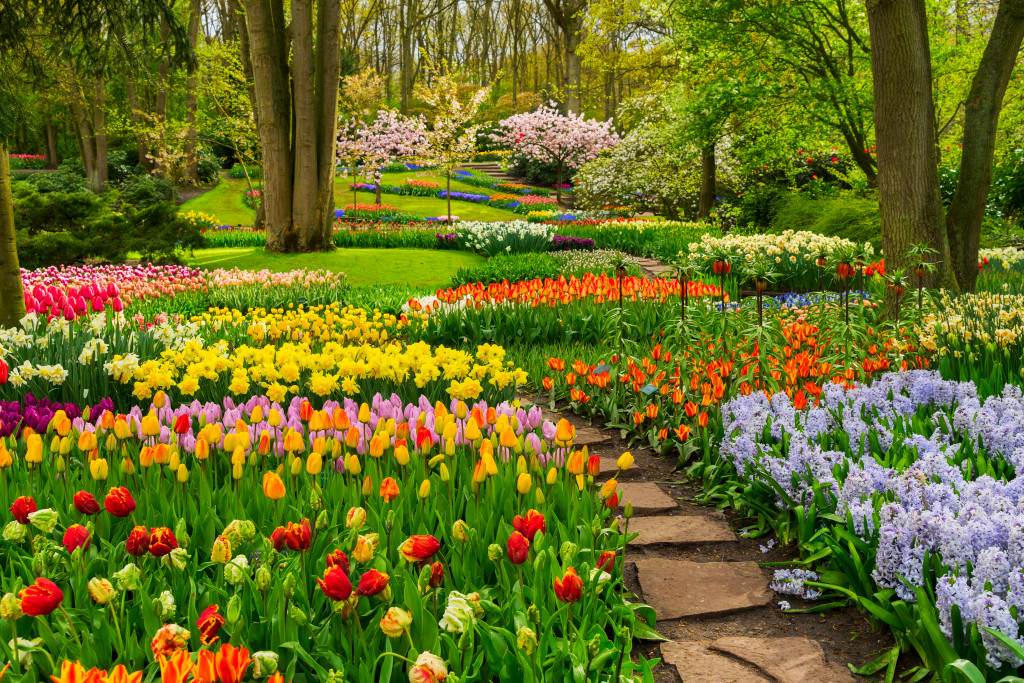 colorful tulips and trees garden with walkway