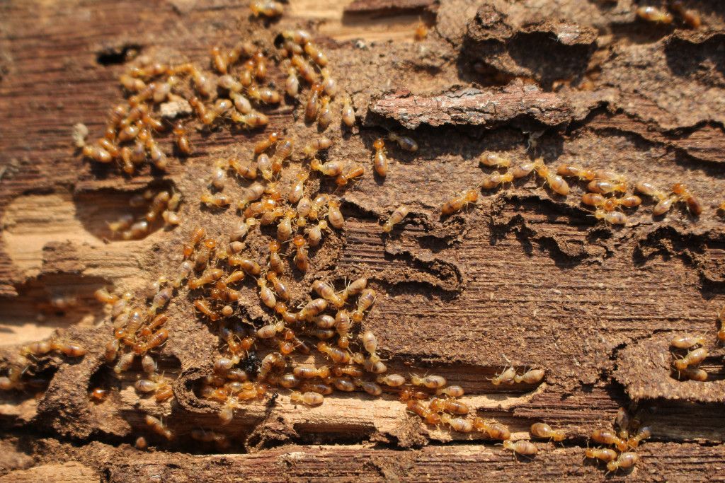 A termite infestation