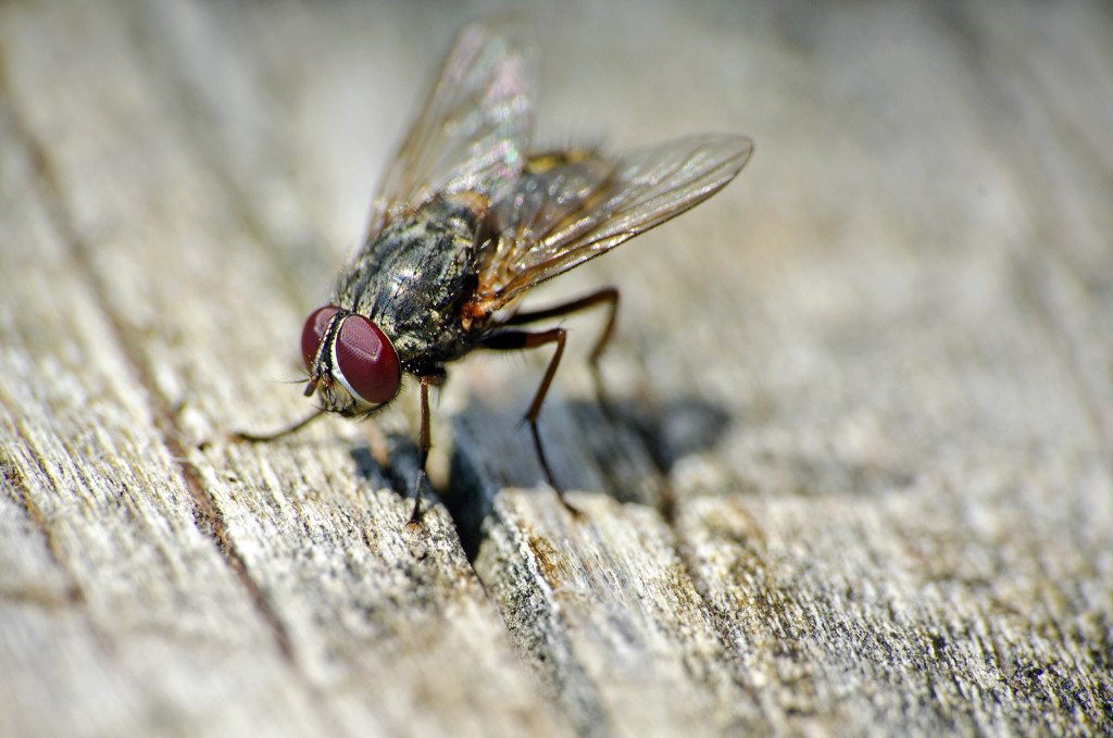 Fruit fly inside home