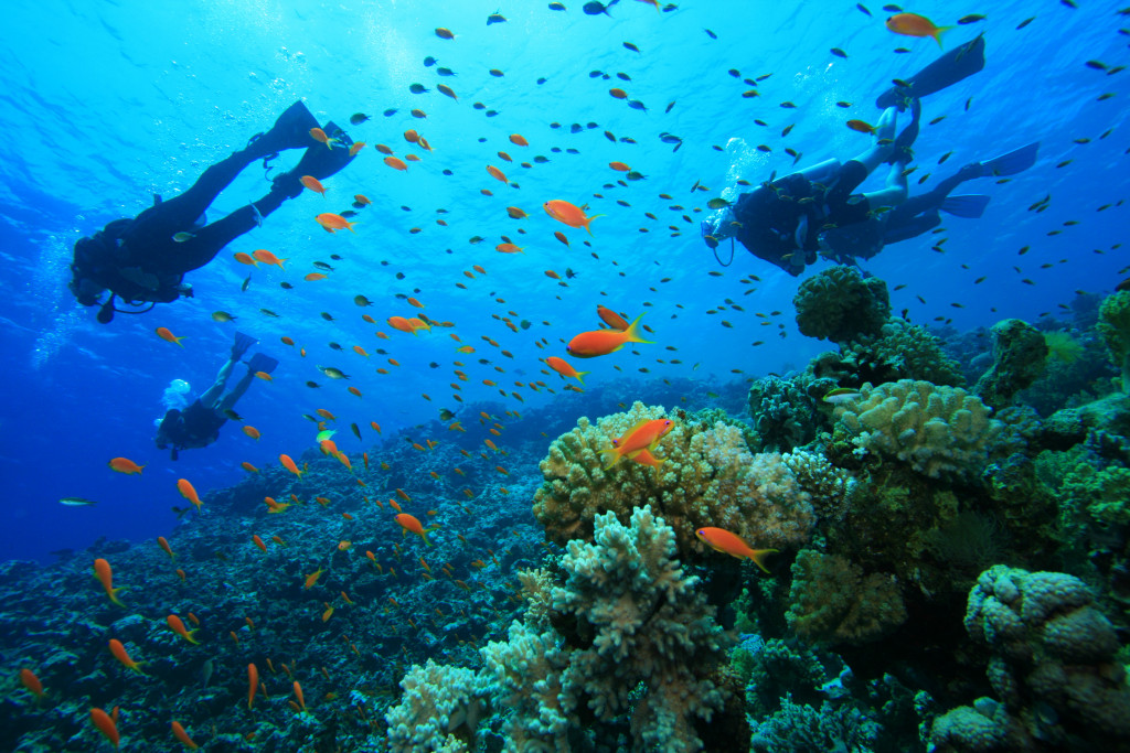 divers scuba diving in the water with fish and coral reef all around